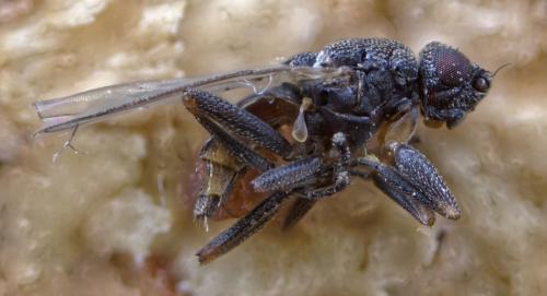 Réf. 270 212 : Ischiolepta sp.